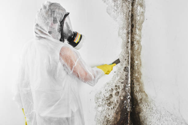 Best Mold Cleaning Services  in San Leon, TX