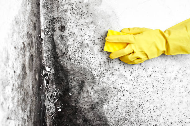 Best Commercial Mold Removal  in San Leon, TX