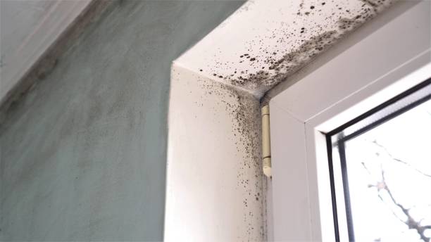 Best Residential Mold Removal  in San Leon, TX