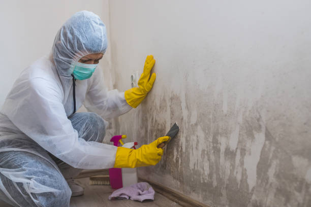 Best Mold Cleaning Services  in San Leon, TX