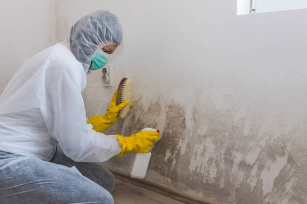 Best Mold Testing and Removal  in San Leon, TX