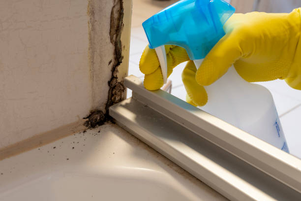 Best Professional Mold Removal  in San Leon, TX