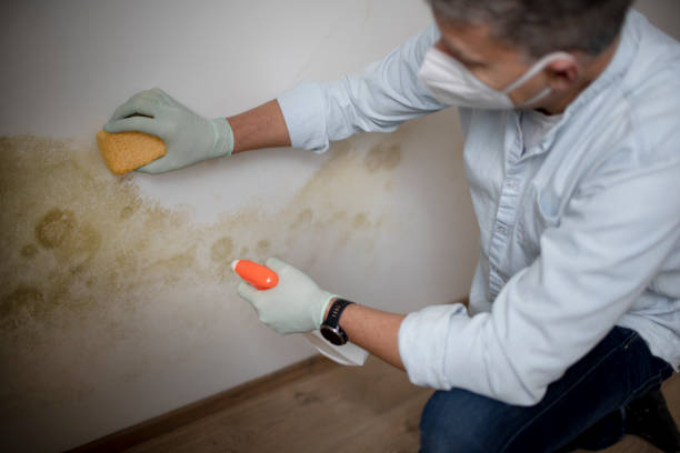 Best Same-Day Mold Removal  in San Leon, TX