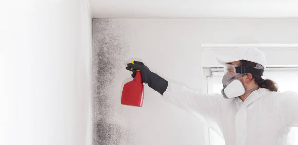 Best Fast Mold Removal  in San Leon, TX