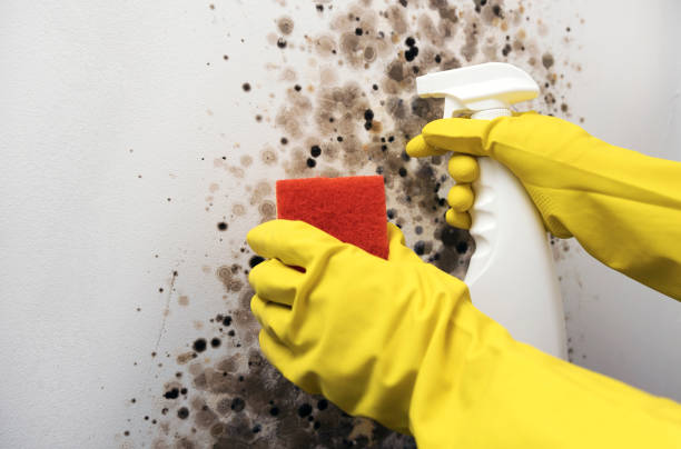 Best Mold Removal Company Near Me  in San Leon, TX