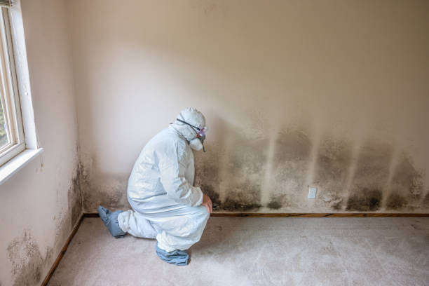 Best Mold Testing  in San Leon, TX