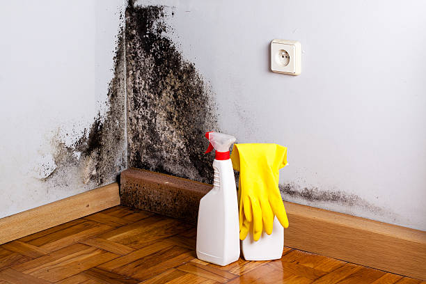 Best Mold Testing and Removal  in San Leon, TX