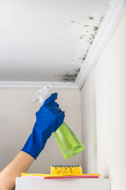 Best Black Mold Removal  in San Leon, TX