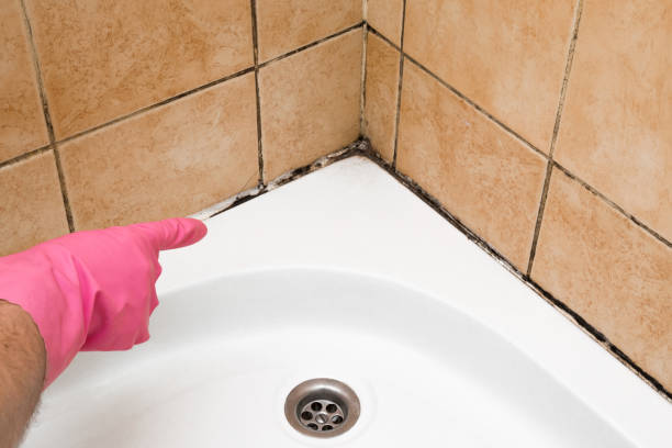 Reliable San Leon, TX Mold Removal Solutions